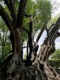 Low angle view of tree roots