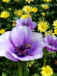 Close-up of purple flowering plants