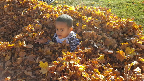 High angle view of boy hiding amidst dry leaves on field