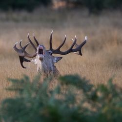 Reindeer on field