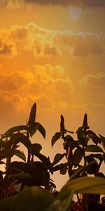 Close-up of orange plant against sky during sunset