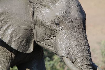 Close-up of elephant