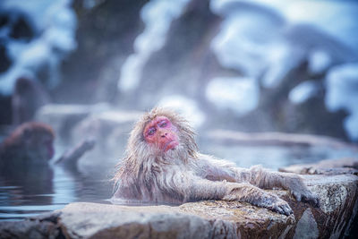 Monkey in hot spring