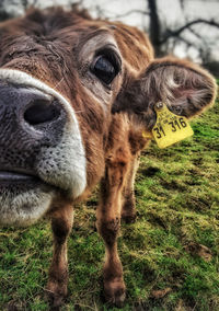 Close-up portrait of a cow on field