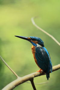 Beautiful common eurasian kingfisher perching on a branch, summertime in indian rainforest