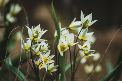 Close-up of white daisy flowers