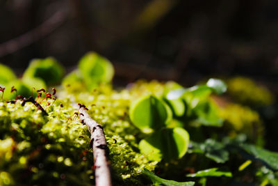 Close-up of plant