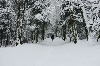 Bare trees on snow covered landscape