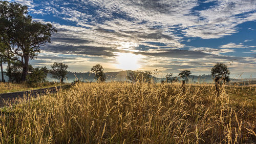 Scenic view of field against sky during sunset