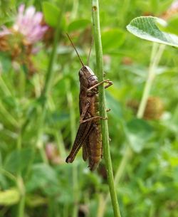 Close-up of insect on plant