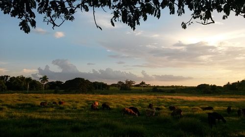 Horses grazing in a field