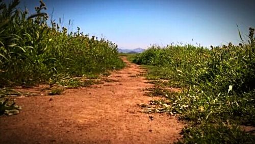 Dirt road passing through field