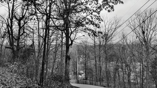 Bare trees in forest