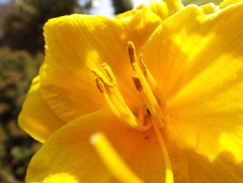 Close-up of yellow day lily blooming outdoors