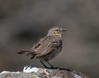 Close-up of bird perching outdoors