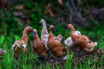 Ducks in a field