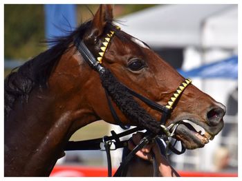 Close-up of a horse