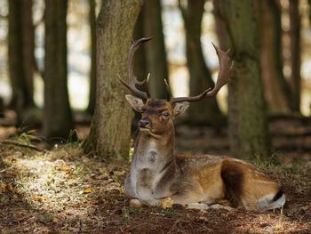 Deer eating in forest