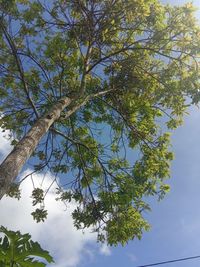 Low angle view of tree against sky