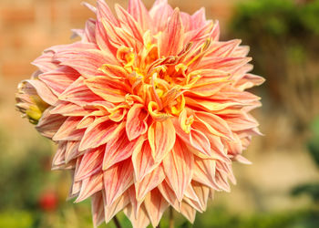 Close-up of orange dahlia