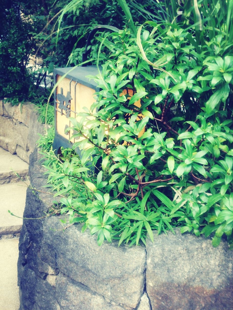 plant, growth, green color, built structure, leaf, architecture, wall - building feature, building exterior, stone wall, potted plant, growing, ivy, nature, wall, outdoors, day, brick wall, no people, sunlight, house