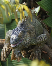 Close-up of an animal