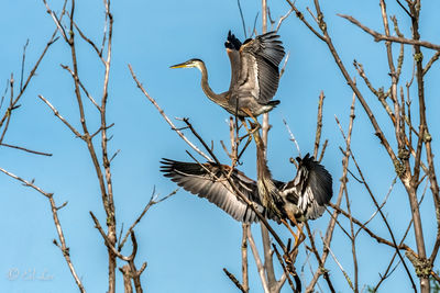Great blue heron siblings squabbling