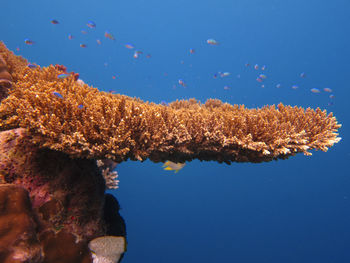 View of fish swimming underwater