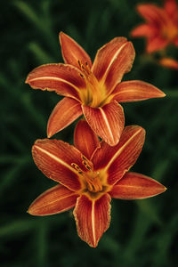 Close-up of orange lily