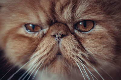 Close-up portrait of cat