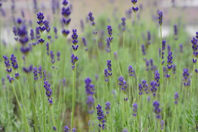 Close-up of purple flowers blooming in field