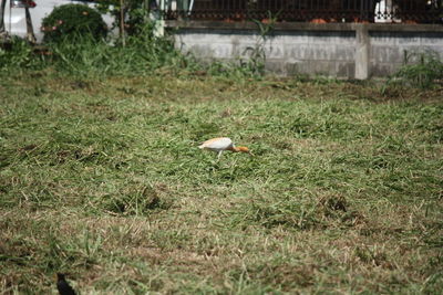 Bird perching on a field