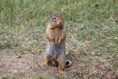 Squirrel sitting on field