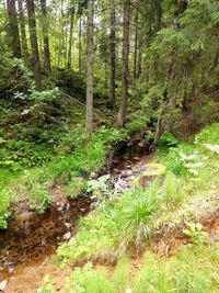 Trees in forest