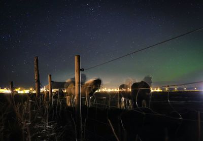 Horses standing on landscape against sky at night