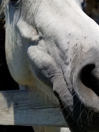 Close-up of a horse