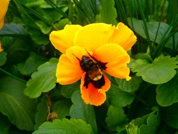 Close-up of bee on yellow flower