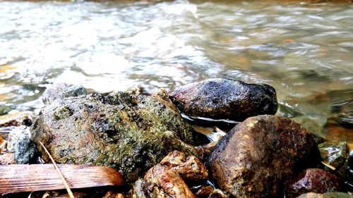 Close-up of crab on rock by sea