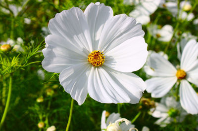 Close-up of white cosmos flower