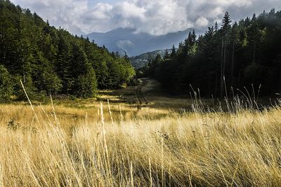 Scenic view of forest against sky