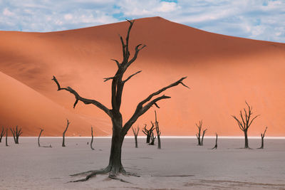 Bare tree on sand against sky during sunset