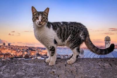 Portrait of cat