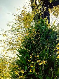 Close-up of flower tree against sky