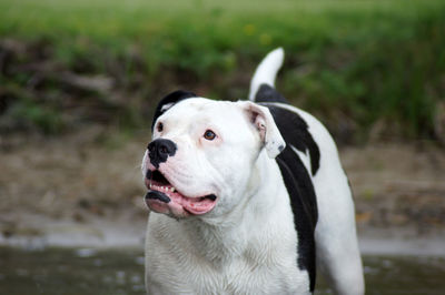 Close-up of a dog looking away