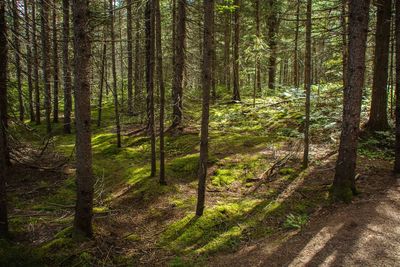Pine trees in forest