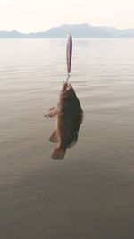 Close-up of fish on bait over river