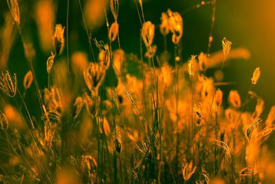 Close-up of yellow flowering plants on field