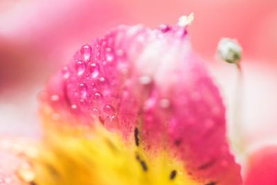 Close-up of pink flower