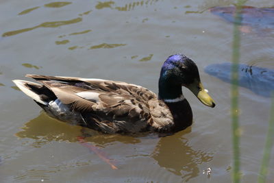 Duck swimming in lake