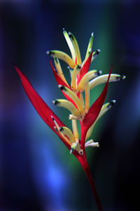 Close-up of red flowering plant